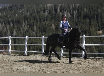 Friesian horses, Mare, 5 years, 15,3 hh, Black