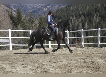 Friesian horses, Mare, 5 years, 15,3 hh, Black