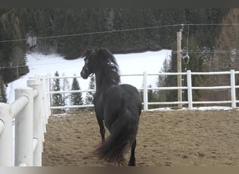 Friesian horses, Mare, 5 years, 15,3 hh, Black