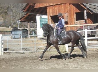 Friesian horses, Mare, 5 years, 15.3 hh, Black