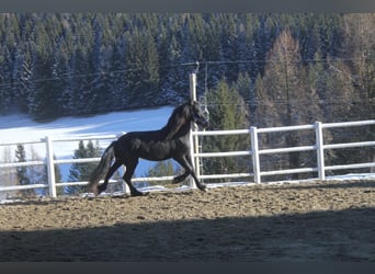 Friesian horses, Mare, 5 years, 15,3 hh, Black