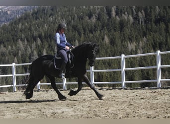 Friesian horses, Mare, 5 years, 15,3 hh, Black