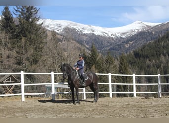 Friesian horses, Mare, 5 years, 15,3 hh, Black