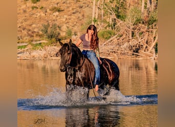 Friesian horses, Mare, 5 years, 15.3 hh, Black