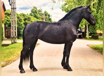 Friesian horses Mix, Mare, 5 years, 15,1 hh, Black