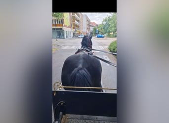 Friesian horses Mix, Mare, 5 years, 15,1 hh, Black