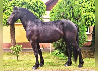 Friesian horses Mix, Mare, 5 years, 15,1 hh, Black