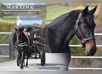 Friesian horses Mix, Mare, 5 years, 15,3 hh, Bay-Dark