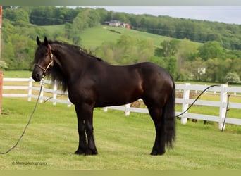 Friesian horses, Mare, 5 years, 15,3 hh, Black