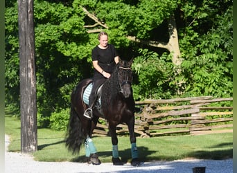 Friesian horses, Mare, 5 years, 15,3 hh, Black