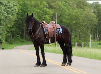 Friesian horses, Mare, 5 years, 15,3 hh, Black