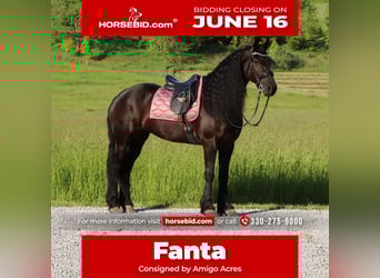 Friesian horses, Mare, 5 years, 15,3 hh, Black