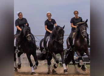 Friesian horses, Mare, 5 years, 15,3 hh, Black