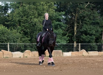 Friesian horses, Mare, 5 years, 15,3 hh, Black