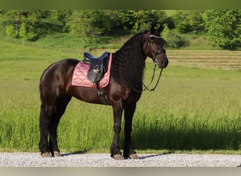 Friesian horses, Mare, 5 years, 15,3 hh, Black