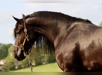 Friesian horses, Mare, 5 years, 15,3 hh, Black