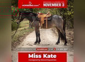 Friesian horses Mix, Mare, 5 years, 15,3 hh, Roan-Bay