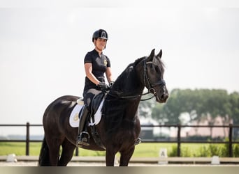 Friesian horses, Mare, 5 years, 16.1 hh