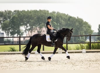 Friesian horses, Mare, 5 years, 16.1 hh