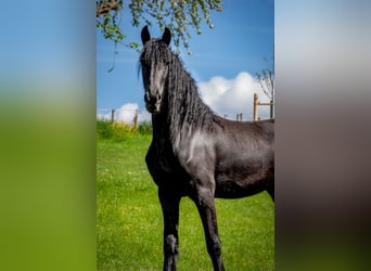 Friesian horses, Mare, 5 years, 16,1 hh, Smoky-Black