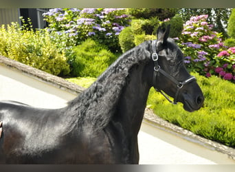 Friesian horses, Mare, 5 years, 16.2 hh, Black