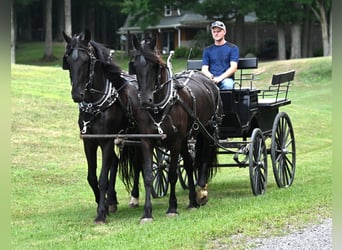 Friesian horses Mix, Mare, 5 years, 16.2 hh, Black