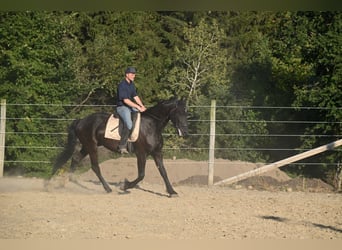 Friesian horses Mix, Mare, 5 years, 16.2 hh, Black