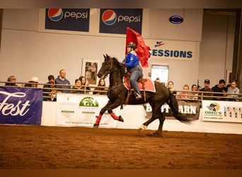 Friesian horses Mix, Mare, 5 years, 16.2 hh, Black