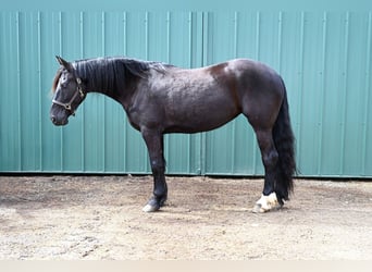 Friesian horses Mix, Mare, 5 years, 16.2 hh, Black