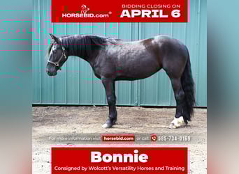 Friesian horses Mix, Mare, 5 years, 16.2 hh, Black