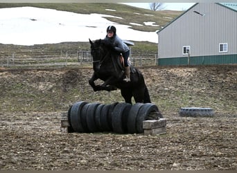 Friesian horses Mix, Mare, 5 years, 16.2 hh, Black
