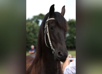 Friesian horses, Mare, 5 years, 16 hh, Black