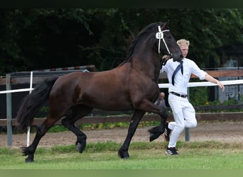 Friesian horses, Mare, 5 years, 16 hh, Black