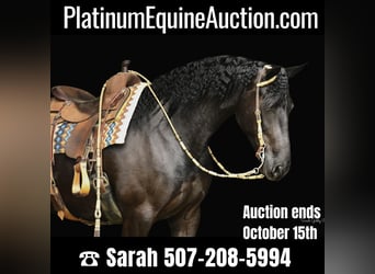 Friesian horses, Mare, 5 years, 16 hh, Black