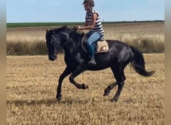 Friesian horses, Mare, 5 years, 16 hh, Black