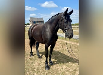 Friesian horses, Mare, 5 years, 16 hh, Black