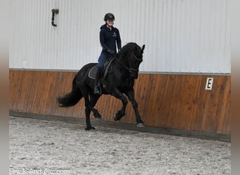 Friesian horses, Mare, 5 years, 16 hh, Black