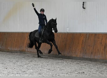 Friesian horses, Mare, 5 years, 16 hh, Black