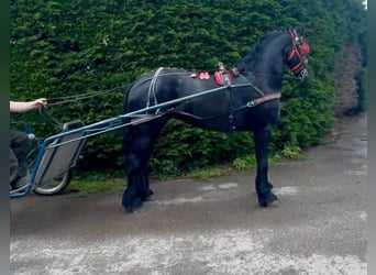 Friesian horses, Mare, 5 years, 16 hh, Black