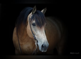 Friesian horses, Mare, 5 years, 16 hh, Buckskin