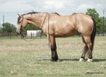 Friesian horses, Mare, 5 years, 16 hh, Buckskin