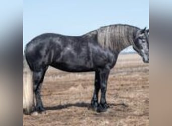 Friesian horses, Mare, 5 years, 16 hh, Grey