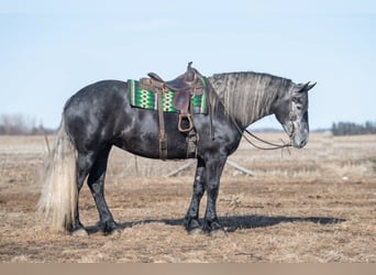 Friesian horses, Mare, 5 years, 16 hh, Grey