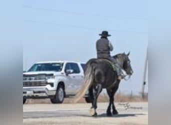 Friesian horses, Mare, 5 years, 16 hh, Grey
