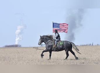 Friesian horses, Mare, 5 years, 16 hh, Grey