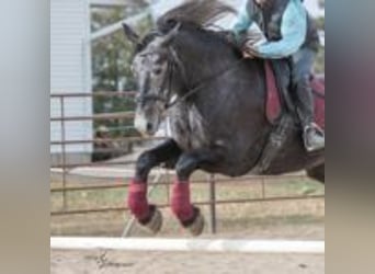 Friesian horses, Mare, 5 years, 16 hh, Grey