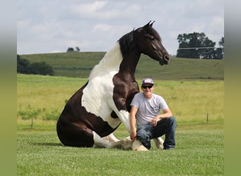 Friesian horses, Mare, 5 years, 16 hh, Tobiano-all-colors