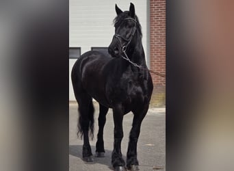 Friesian horses, Mare, 5 years, 16,1 hh, Black
