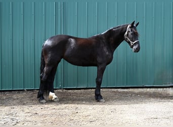Friesian horses Mix, Mare, 5 years, 16,2 hh, Black