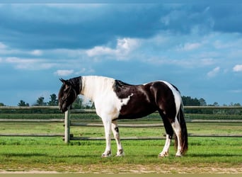 Friesian horses Mix, Mare, 5 years, 16,3 hh